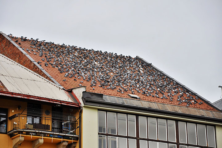 A2B Pest Control are able to install spikes to deter birds from roofs in Bury St Edmunds. 